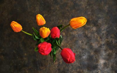 Floristería Viveros Jose