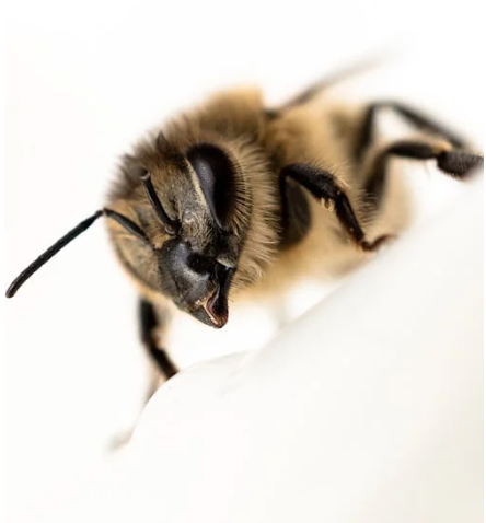 botnet-abeja
